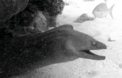 Eel by Kelly N. Saunders 